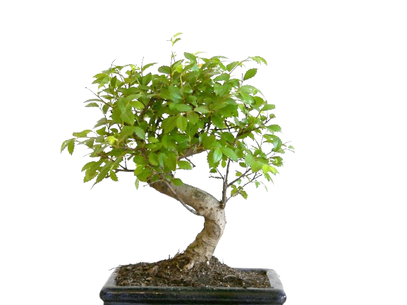 bounty media of brand Bonsai Society
