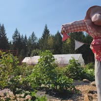 wildhavenfarmdesigns